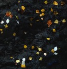 dove le foglie vanno a morire dove le foglie vanno a morire