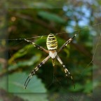 la signora la signora