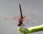 Libellula Acrobata Libellula Acrobata