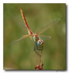 Libellula Libellula