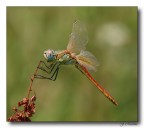 Libellula 2 Libellula 2