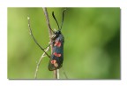 Zygaena filipendulae Zygaena filipendulae