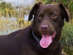 il cagnone si chiama Togo ed  il cane di un mio amico.
foto scattata con fuji s5600