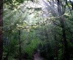 Raggi nel bosco Raggi nel bosco