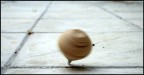 Trottola Trottola