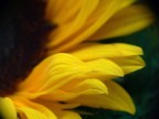 Girasole