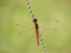 libellula rossa libellula rossa