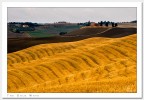 The Gold Wave The Gold Wave