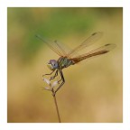 Macro-Fotografia Macro-Fotografia