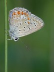 Farfalla