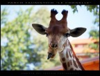 Smorfia da giraffa Smorfia da giraffa
