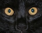 occhi di gatto occhi di gatto