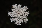 fiore fiore