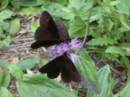 ho trovato un prato pieno di queste farfalle brune, ma sono impazzita, perch con la mia macchina fotografica dovevo andare a 6 cm di distanza, facendole volare sempre tutte.