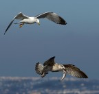 Sopravvivenza Sopravvivenza