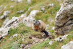 Marmotta Marmotta