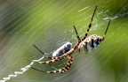Spider 2 Spider 2