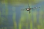 Libellula in Volo 2 Libellula in Volo 2