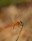 Una piccola libellulina rossa Una piccola libellulina rossa