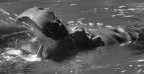 Hippo