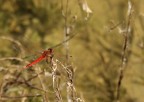 Libellula Libellula