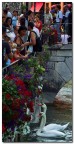 Annecy..e i suoi cigni.. Annecy..e i suoi cigni..