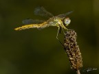 Libellula 2 Libellula 2