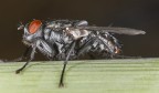 A annoying fly A annoying fly