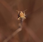 Sei proprio un testone Sei proprio un testone