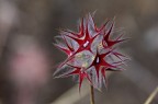 StellaRossa (ma che fiore è?) StellaRossa (ma che fiore è?)