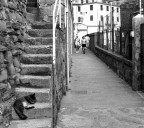 ...siesta pomediana... ...siesta pomediana...