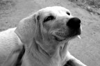 Happy Dog Happy Dog