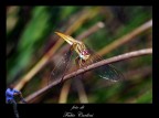 libellula 2 libellula 2