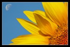 Il girasole strizza l'occhio ... alla luna! Il girasole strizza l'occhio ... alla luna!