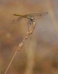 Libellula... Libellula...