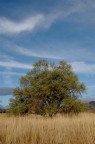 savana abruzzese savana abruzzese