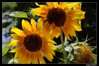 girasoli girasoli