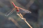 Libellula rossa (Sympetrum sanguineum maschio) Libellula rossa (Sympetrum sanguineum maschio)