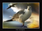 il gabbiano il gabbiano