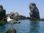 Faraglioni..... Faraglioni.....