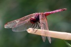 red dragonfly red dragonfly