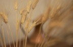 Nikon D70 - 50 f 1.4