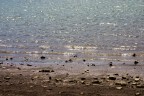 mare