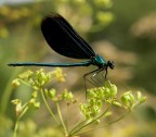 Damigella Damigella