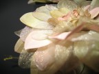 Indoor flowers.