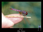libellula 15