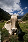cow series #2 cow series #2