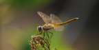 Libellula "dorata" Libellula "dorata"