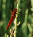 libellula rossa libellula rossa