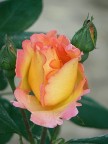 rosa gialla e... rosa rosa gialla e... rosa